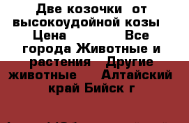 Две козочки  от высокоудойной козы › Цена ­ 20 000 - Все города Животные и растения » Другие животные   . Алтайский край,Бийск г.